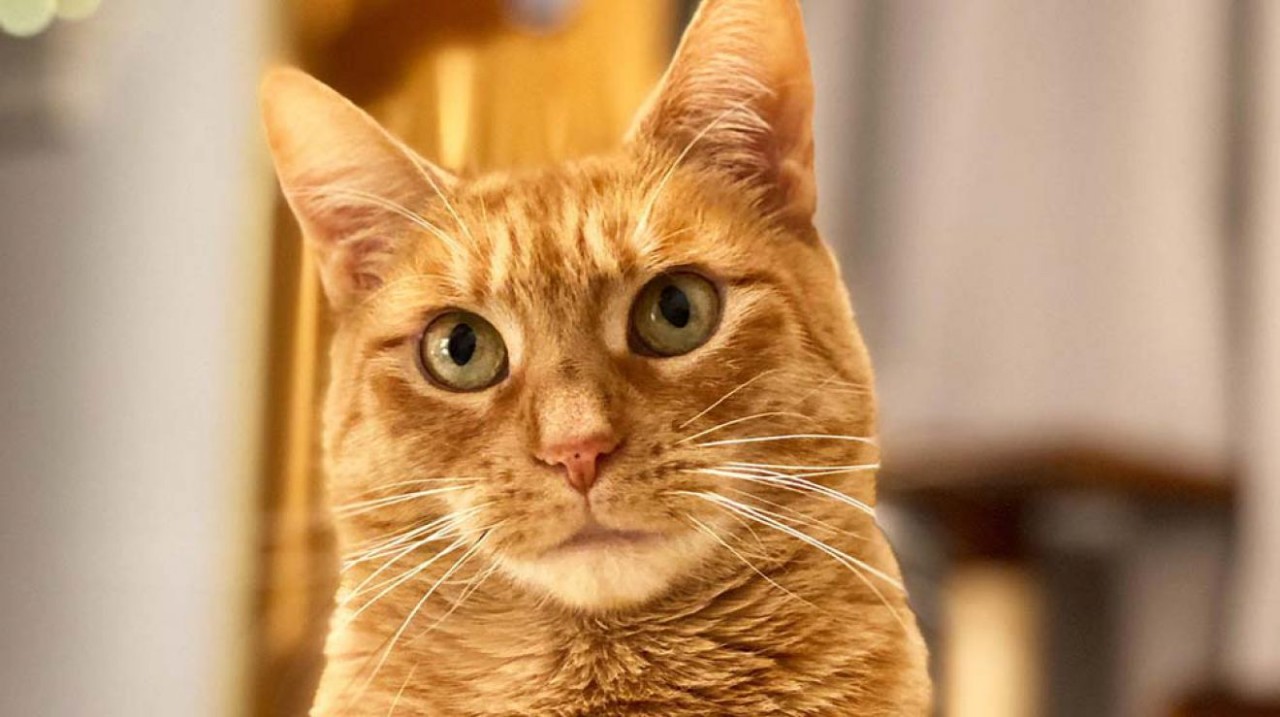 Phil Cappadora Cat Condos Fundraiser