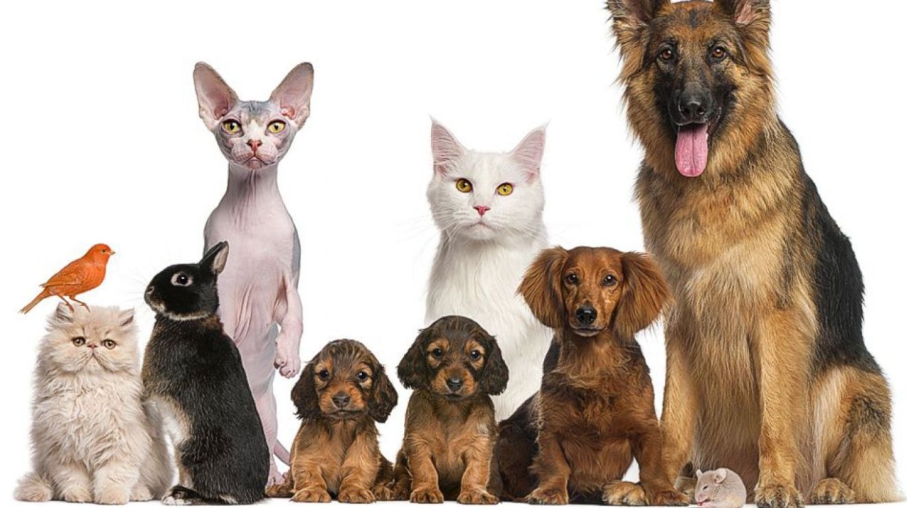Pet Stores In Astoria & LIC - Purr...fect Pet Care