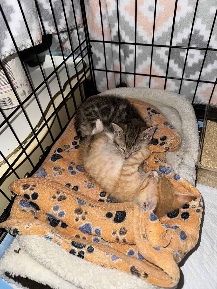 kitty