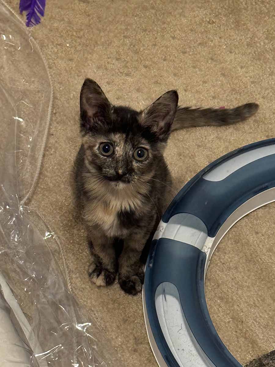kitty