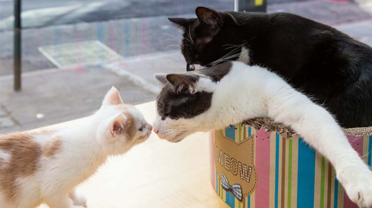 Pet Friendly Cafes and Restaurants in Manhattan