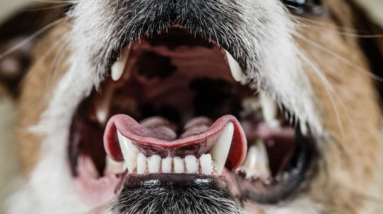 Pets Dental Health