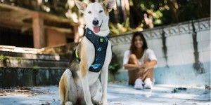 zeedog.jpg