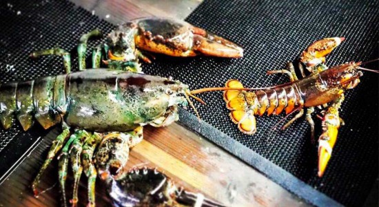 JORDANS LOBSTER DOCK - BROOKLYN