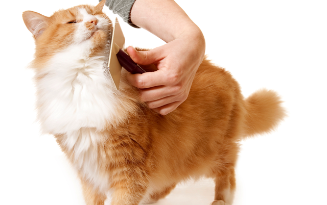 L AND B PET GROOMING - MANHATTAN L AND B PET GROOMING - MANHATTAN