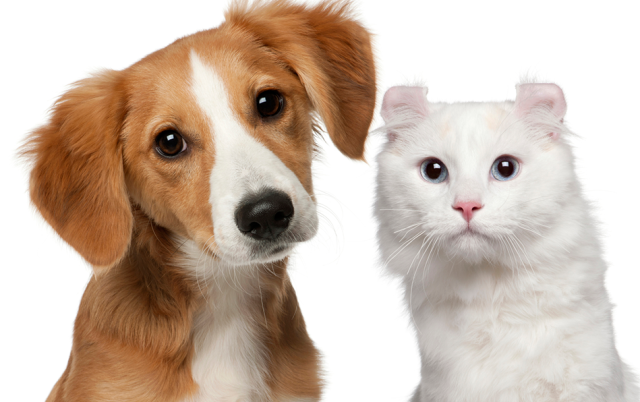 L AND B PET GROOMING - MANHATTAN L AND B PET GROOMING - MANHATTAN
