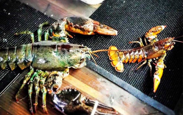 Jordans Lobster Dock 3 Lobsters for $39