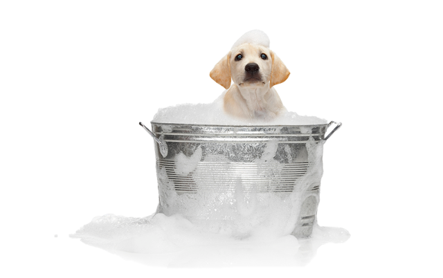 L AND B PET GROOMING - MANHATTAN L AND B PET GROOMING - MANHATTAN